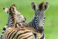 Zebras Calf Affections Wildlife