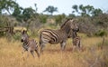 Zebra and calves photographed in the bush at Kruger National Park, South Africa