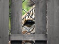 Zebra in captivity at zoo Royalty Free Stock Photo