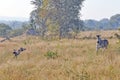 Zebra chasing Wild Dogs