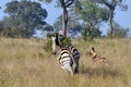 Zebra chasing Wild Dogs