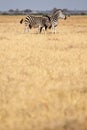 Zebra - Chobe N.P. Botswana, Africa