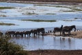 Zebra at Chobe River