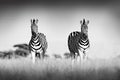 Zebra with clear sky. Black and white art photo. Burchell`s zebra, Equus quagga burchellii, Nxai Pan National Park, Botswana,