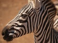 Zebra close look