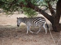 Zebra close-u on Tarangiri safari - Ngorongoro Royalty Free Stock Photo