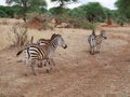 Zebra close-u on Tarangiri safari - Ngorongoro