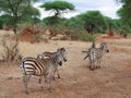 Zebra close-u on Tarangiri safari - Ngorongoro Royalty Free Stock Photo