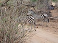 Zebra close-u on Tarangiri safari - Ngorongoro Royalty Free Stock Photo