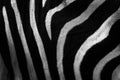 Zebra close-up detail of fur coat, Art view on African nature. Wildlife in South Africa. Black fur with white lines. Black and