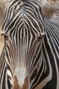 Zebra Royalty Free Stock Photo