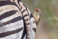 Zebra close-up with red billed ox-pecker on rear