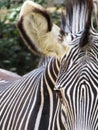 Zebra closeup: Black and white stripes