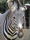 Zebra closeup: Black and white stripes