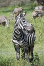 Zebra closeup portrait African wildlife in Serengeti grasslands Tanzania, Africa Royalty Free Stock Photo