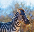 Zebra closeup portrait with trees and blue sky background.