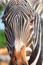 Zebra closeup portrait