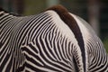 Zebra closeup of rear end and stripes