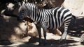 Zebra closeup rocky background at The zoo animal wildlife