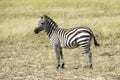 Zebra colt in the grasslands of Serengeti .