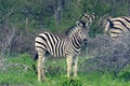 Zebra Colt