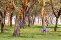 Zebra couple in African savannah near Naivasha lake. Kenya, Africa