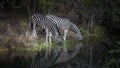 Zebra couple drinking water Royalty Free Stock Photo