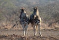 Zebra pair during golden hour in South Africa RSA