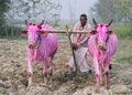 Zebra-cows, Nepal