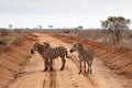 Zebra Crossing Royalty Free Stock Photo