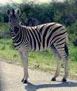 Zebra Royalty Free Stock Photo