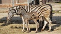 A zebra with a cub is feeding on hay. Royalty Free Stock Photo