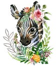 Zebra cub. wild animals watercolor illustration Royalty Free Stock Photo