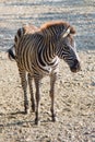 Zebra cub Royalty Free Stock Photo