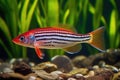 zebra danio with septicemia, disruptive red streaks beneath scales Royalty Free Stock Photo