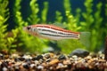 zebra danio with septicemia, disruptive red streaks beneath scales Royalty Free Stock Photo