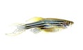 Zebra danio Royalty Free Stock Photo