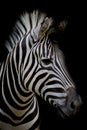 Zebra on dark background. Black and white image