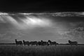 Zebra with dark storm sky. Burchell`s zebra, Equus quagga burchellii, Nxai Pan National Park, Botswana, Africa. Wild animal on th