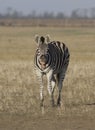 Zebra in the desert that laughs. Royalty Free Stock Photo