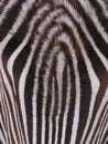 Zebra - detail Royalty Free Stock Photo