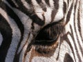 Zebra - detail Royalty Free Stock Photo