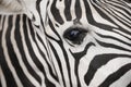 Zebra detail eye Royalty Free Stock Photo