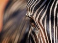 Zebra in detail - texture close up Royalty Free Stock Photo