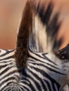 Zebra in detail - texture close up Royalty Free Stock Photo