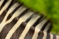 Zebra detail Royalty Free Stock Photo