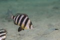 A Zebra Diplodus hottentotus fish