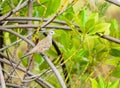 Zebra Dove Royalty Free Stock Photo