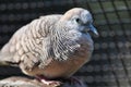 Zebra Dove Royalty Free Stock Photo