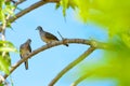 Zebra dove Royalty Free Stock Photo